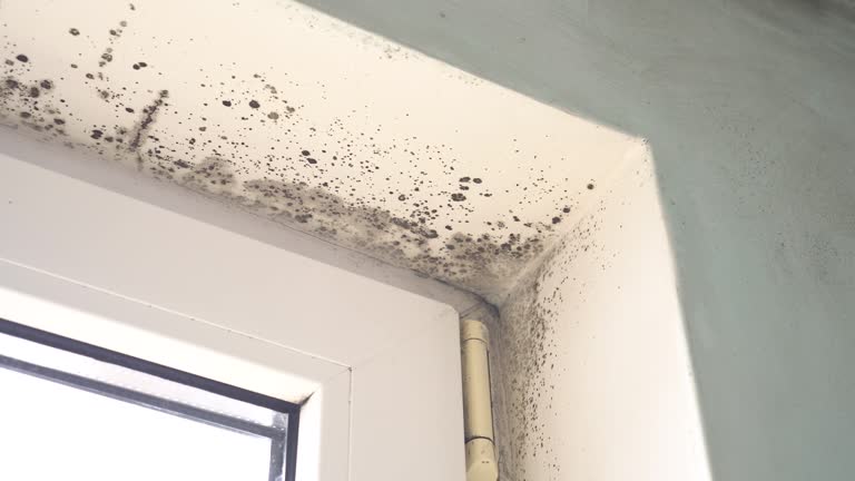 Galesville, WI Mold Removal Company